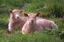 lambs.jpg